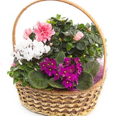 Корзина растений "Basket Plant"